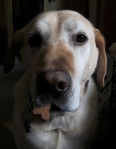 11390344_974344359266554_8023003874293073958_n